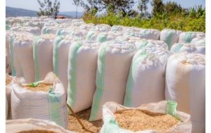 Minicom yahawe ukwezi kumwe ko gukemura ikibazo cy'umuceri uhombera abaturage