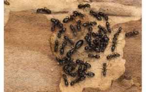 Kimwe kigurishwa Amadolari 233: Muri Kenya hadutse ubushimusi bw'ibimonyo