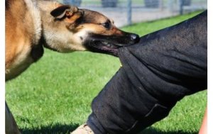 Abarenga 3200 barumwe n'imbwa mu Rwanda mu 2025