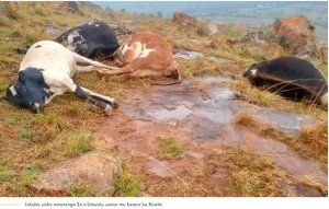 Kirehe: Inkuba yahakubitiye inka 24 n'umuntu umwe ibambura ubuzima