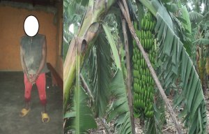 Rubavu: Afungiye kwicisha umutego w'igitoki umugore w'umuturanyi