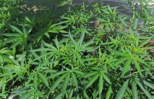 Leta y'u Rwanda yasohoye iteka rigena guhinga no gukoresha urumogi