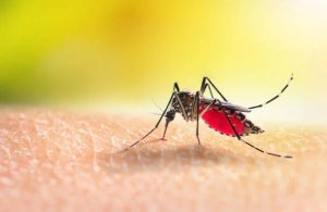 Menya itandukaniro ry'umubu utera Malaria n'indi, benshi baworora batabizi