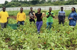 Urubyiruko rw'u Rwanda miliyoni rugiye gufashwa kwinjira mu buhinzi