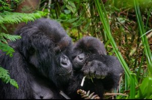 How RDB's Initiative Delights Tour Operators and Enhances Gorilla Trekking in Rwanda