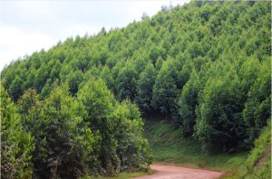 Eucalyptus Clones: Inturusu Yonyine Ishobora Guhindura Ubuzima bw'Abanyarwanda, Ariko se Leta Irahari?