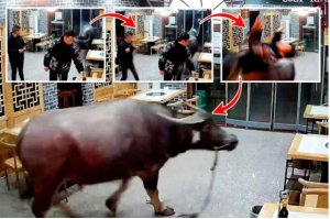 Ikimasa cyari kigiye kubagwa cyacitse ibagiro cyinjira muri resitora gikora amahano