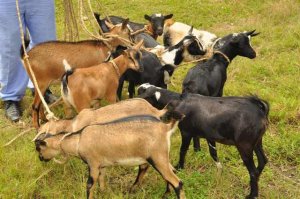 Nyanza: Abaturage batewe impungenge n'umusore usambanya ihene zabo