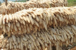 MINICOM yashyizeho igiciro gishya cy'ibigori iha indi nkuru nziza abahinzi