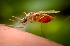 Ubwiyongere bwa Malariya mu Rwanda buraterwa n'iki?