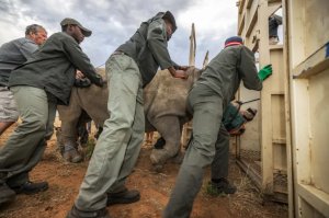 U Rwanda rwakiriye Inkura z'umweru 70 ruca agahigo muri Afurika