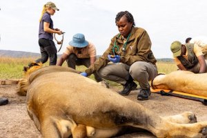 Intare zo muri Pariki y'Akagera zashyizwe muri gahunda yo kuringaniza urubyaro