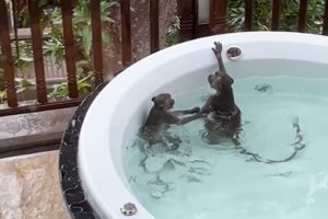 Inkende zavuye mu ishyamba zikoresha pisine ya Hoteli abakiriya barahomba [Amafoto]