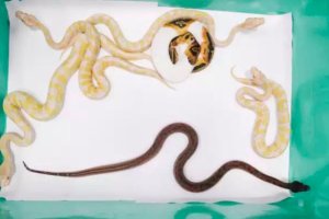 Umugabo yafatanwe igikapu kirimo inzoka 15,inkende n'akanyamasyo yari yinjije mu ndege ari bizima