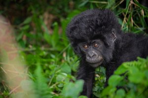 Menya izina igikomangoma Charles yise umwana w'ingagi n'impamvu yarihisemo