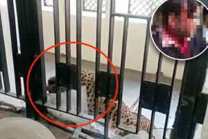 Ingwe yariye abanyamategeko ibasanze mu rukiko