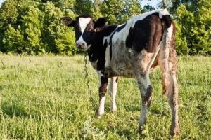 Umugore yanze ko batera akabariro ahita ajya gusambanya inka 