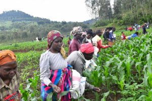 Leta yahaye ifumbire abahinzi bo hirya no hino mu Rwanda