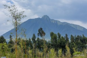 Musanze: Abana bakuwe mu ishuri kugira ngo bajye kwirukana inkende