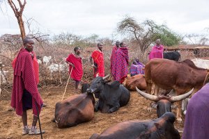 Tanzania: HRW yagaragaje ko Abamasayi babangamiwe na guverinoma