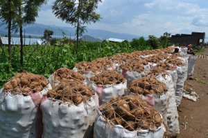 Ibirayi byongeye kurya umugabo bigasiba undi mu Mujyi wa Kigali