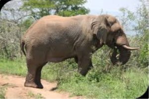 Zimbabwe igiye kugaburira abaturage bayo Inzovu 200 kubera inzara ibugarije