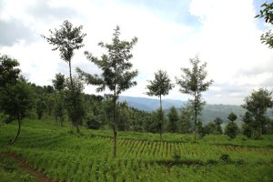 Green Gicumbi: Uko Umushinga Wari Inzozi Wabaye Impinduka Ihamye mu Buhinzi, Ariko Ukaba Usaba Politiki Yihariye ngo Uzarambe