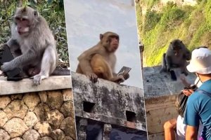 Inkende zize amayeri yo kwiba telefoni n'amadarubindi zikayasubiza uzihaye ibiryo