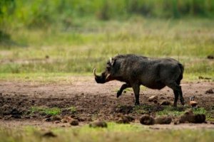 Isatura yakomerekeje uwahiraga ubwatsi hafi ya Pariki ya Nyungwe