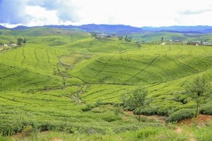 Nyamasheke: Umugabo w'imyaka 62 akekwaho gusambanya umwana w'imyaka 12