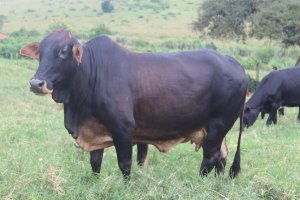 Polisi yafashe 11 biba inka i Kigali bakajya kuzigurisha i Rwamagana