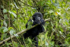 RDB yagaragaje impungenge ku kwiyongera kwa ba rushimusi muri Pariki y'Ibirunga