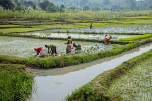 RBC yaburiye abahinga mu bishanga bambaye ibirenge
