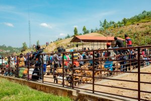 Karongi: Impinduka mu miryango 1600 imaze guhabwa amatungo 10.000