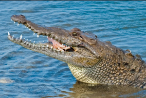 Umwana w'imyaka 14 yikuye mu kanwa k'ingona yashakaga kumwica