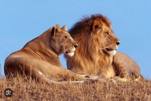 Kenya: Intare icumi zagaritswe n'abaturage mu cyumweru kimwe gusa