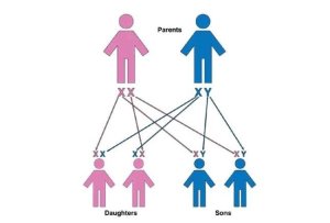 Abashakanye: Dore uburyo wakoresha ukagena cyangwa ugahitamo kubyara umuhungu cyangwa umukobwa mbere y'uko avuka