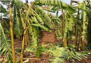 Abanyarwanda bitegure umuyaga mwinshi uhera kuri uyu wa kane- Meteo Rwanda 