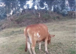 Rubavu: Mudugudu ukekwaho kwiba inka z'abaturage yafunzwe