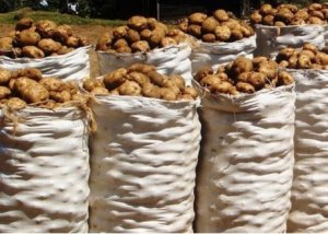 Hamenyekanye impamvu yatumye igico k'ibirayi kizamuka bikabije