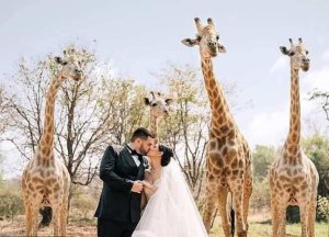 Abakire bakoreye ubukwe muri Afrika bwashowemo akayabo kadasanzwe