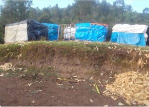 Muhanga: Yagwiriwe n'ubwanikiro bw'ibigori yarindaga arapfa