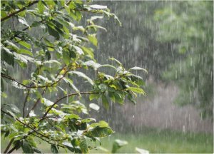 Hateganyijwe imvura iri ku kigero cy'impuzandengo cy'isanzwe igwa