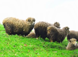 Leta igiye kuzana icyororo cy' intama zidasanzwe mu Rwanda