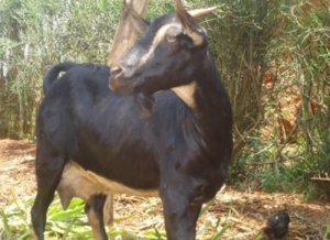 Polisi yafunze umusore wafashwe ari gusambanya ihene ihaka