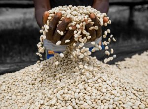 Toni 16 z'ikawa y'u Rwanda zaguzwe arenga miliyoni 442 Frw mu masaha atatu