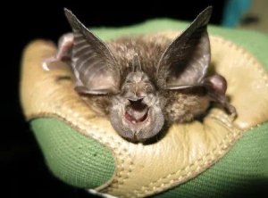 Ubwoko bw'uducurama byakekwaga ko bwazimye bwavumbuwe mu Rwanda