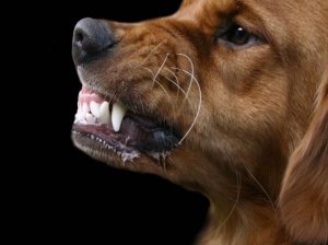 Birababaje:Ihuriro ry'abakozi muri Kenya ryasabye leta guhagarika kompanyi zohereza abakozi hanze konsa imbwa