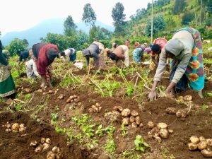 Abahinzi b'ibirayi bagiye kubona imbuto idakenera guterwa umuti