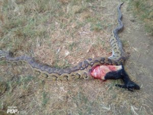 Kayonza: Inzoka nini cyane yagonzwe na moto ivamo ihene yari yamize